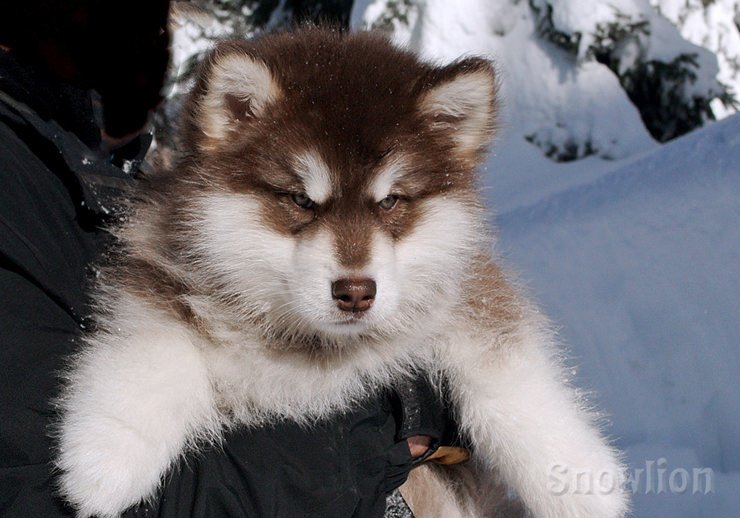 Snowlion malamute puppies come in a variety of colors