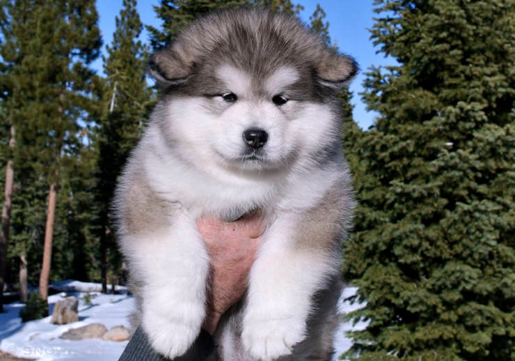 AKC purebred registered alaskan malamute family pets, well-bred, excellent puppy care at Snowlion