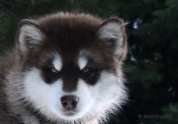 beautiful, world-famous for exceptional quality red alaskan malamutes, best in show dogs