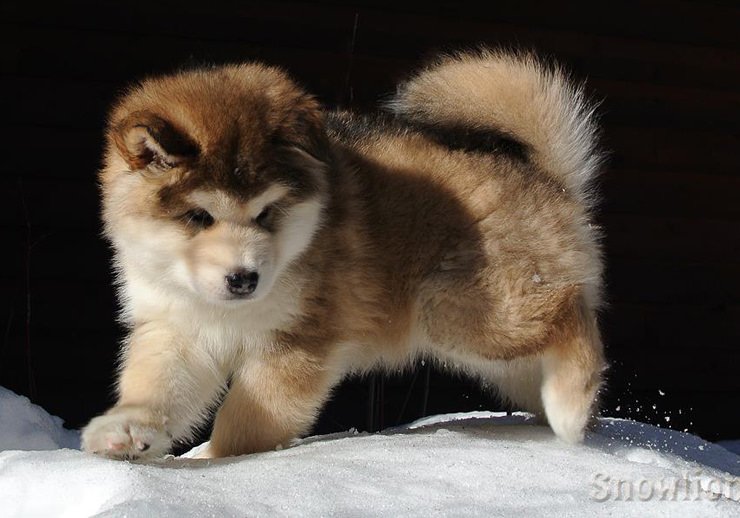 Exceptional puppy care at Snowlion Alaskan Malamutes, happy, healthy puppies from purebred champion parents, grooming, careful handling