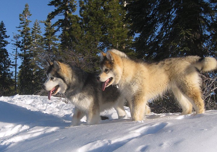 Snowlion alaskan malamute puppy care, raised with our pack, in our home for proper sociallization, good temperaments