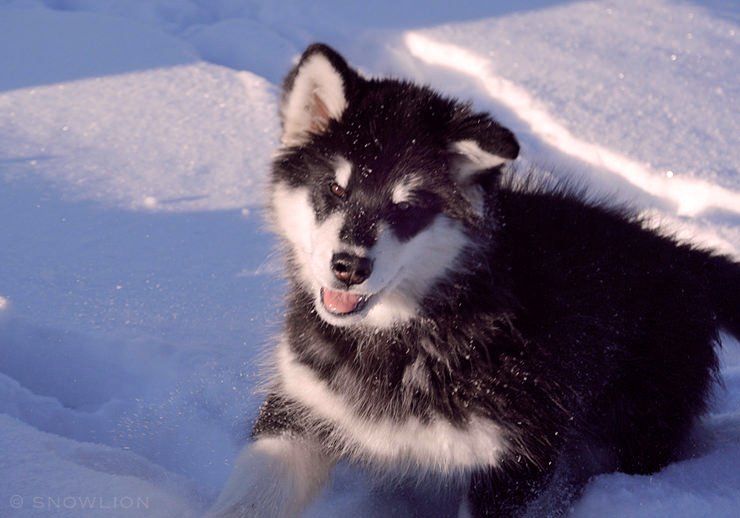 black & white female alaskan malamute puppy, raised in our home at Snowlion Kennels, experienced, caring malamute breeders