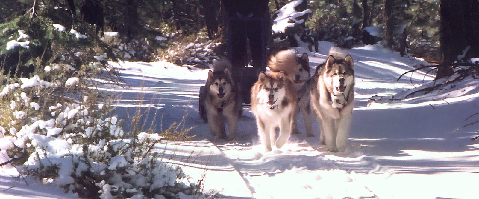 A four dog sled team comprised of Snowlion Malamute champions including Ch Snowlion Lone Ranger, Ch Rmal Snowlion Mystik Zzombe, Ch Snowlion Moon over Everest, and Ch Snowlion Skys on Fire.