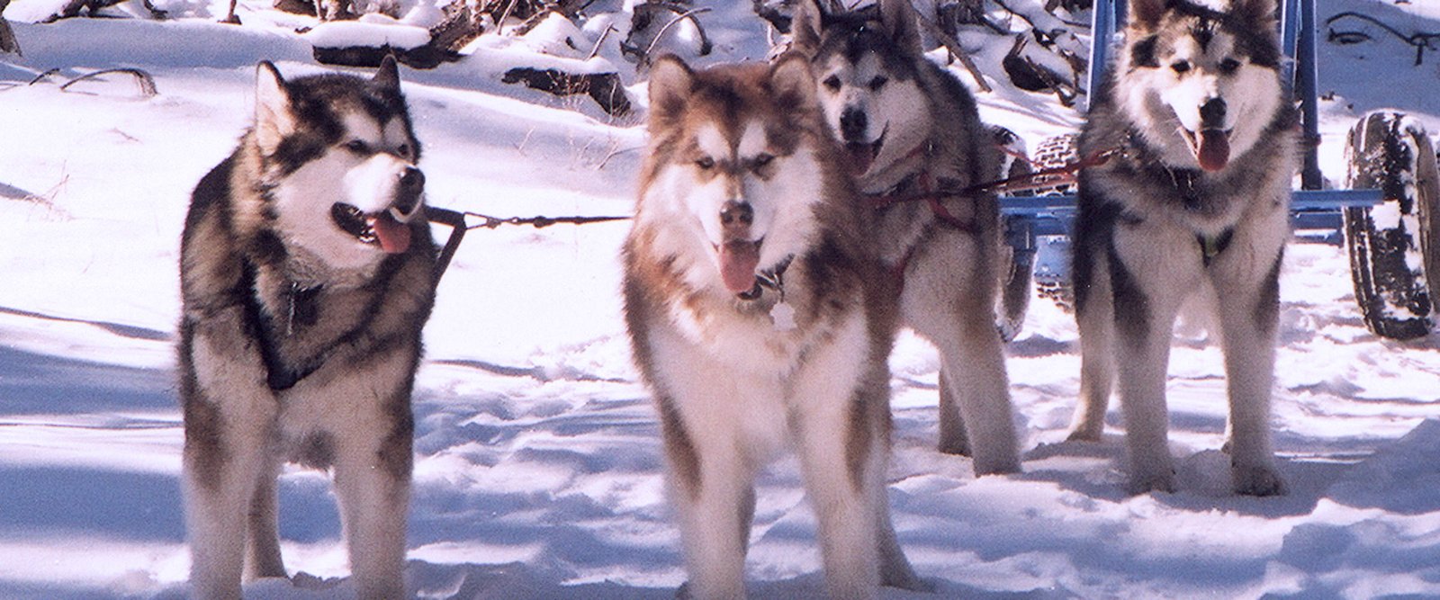 Early on we used a dune cart to train dogs even on snow, in lead here is our foundation bitch champion Snowlion Kali Devi and her  9 month old grandson, champion Snowlion Lone Ranger, with Kali daughters champion Snowlion Mystik Skys on Fyre and ch Snowlion Moon over Everest in wheel.