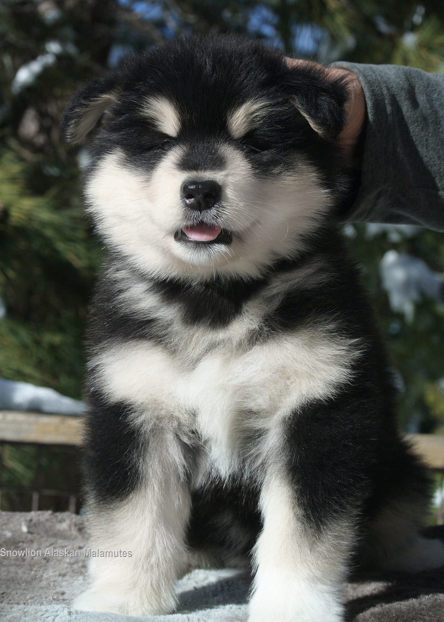 Seal & white Alaskan Malamute female puppy from Snowlion Kennels