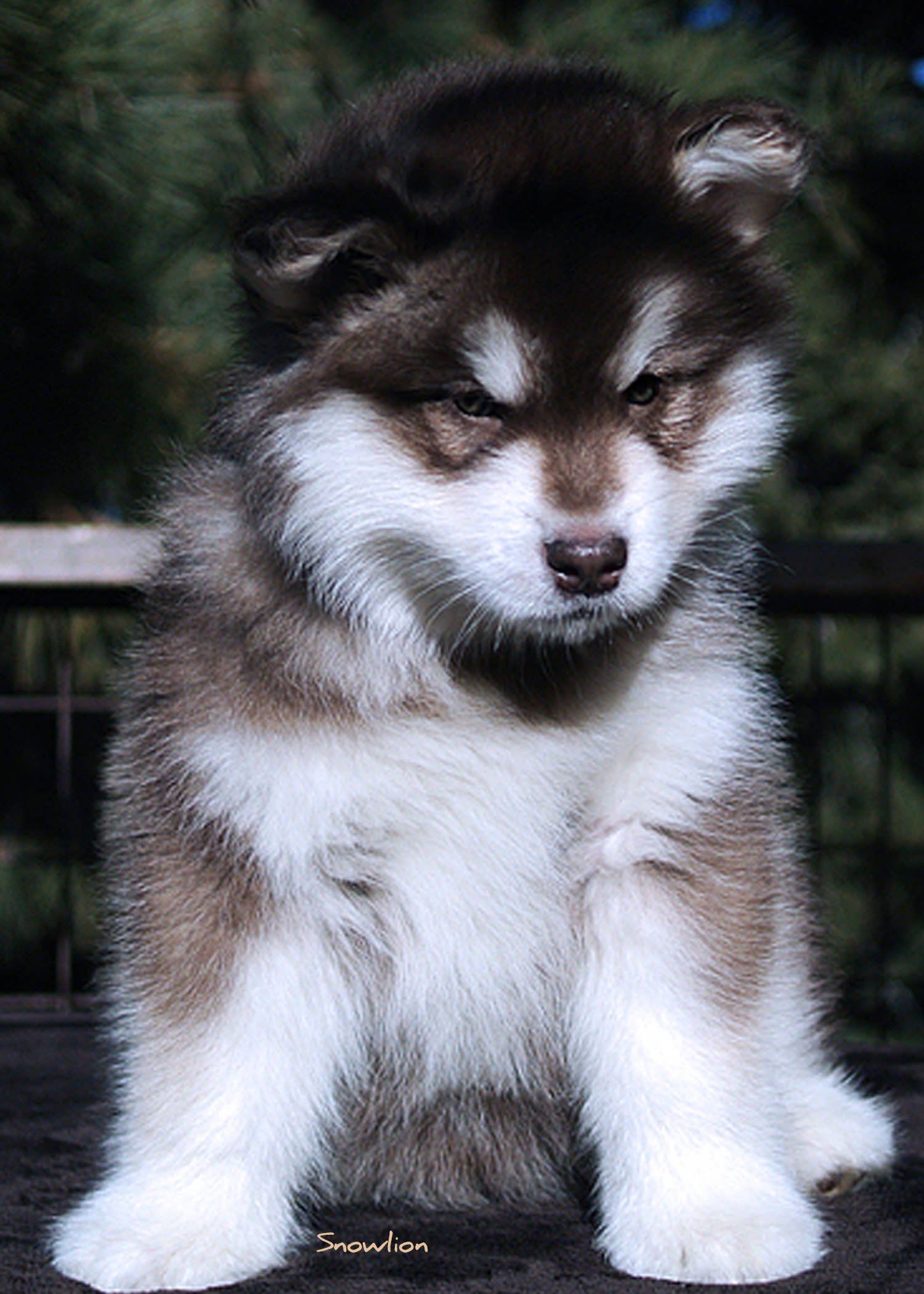 this is a photo of a red and white purebred Alaskan Malamute puppy from Snowlion Kennels