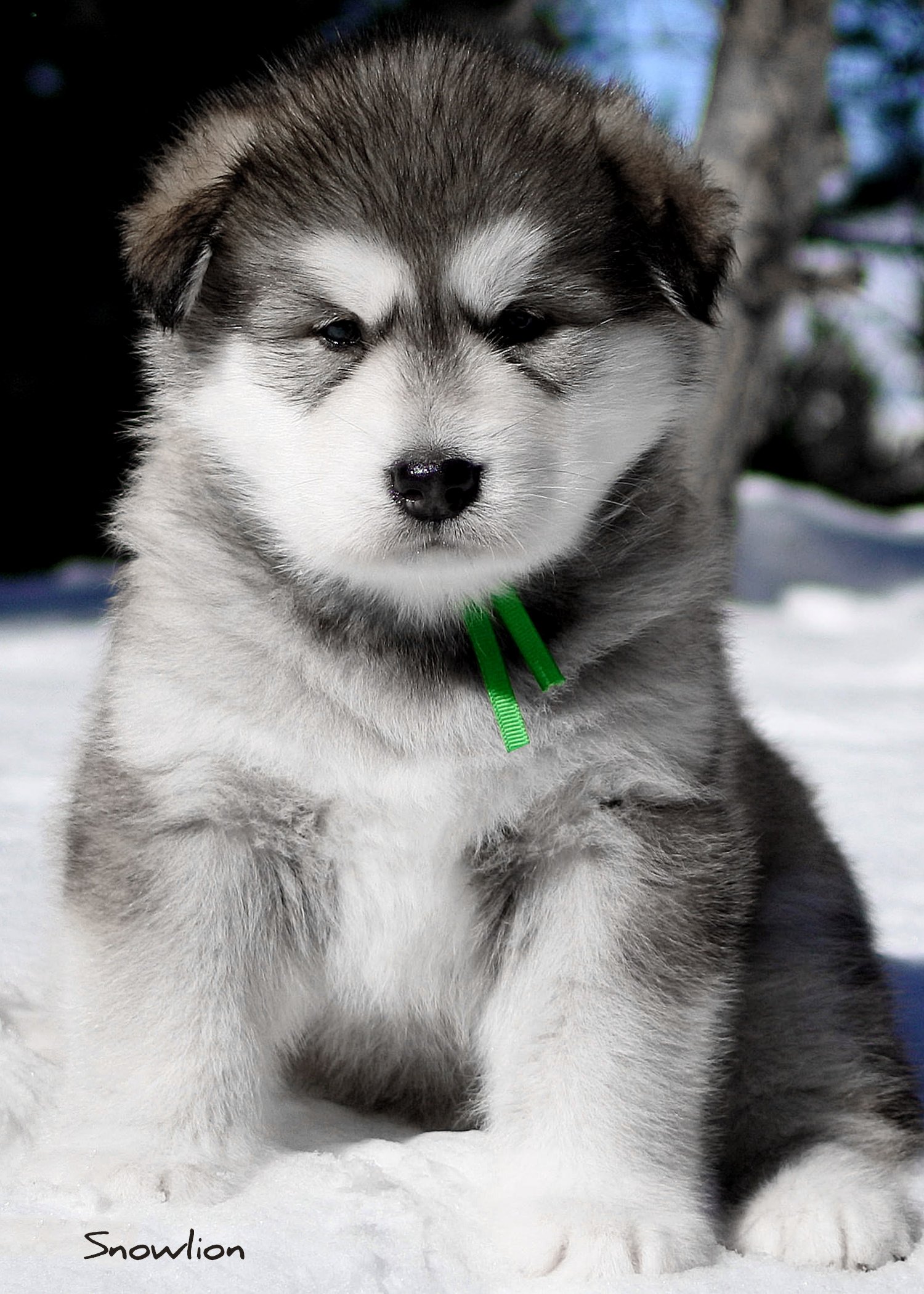 gray & white female alaskan malamute puppy from Snowlion Kennels