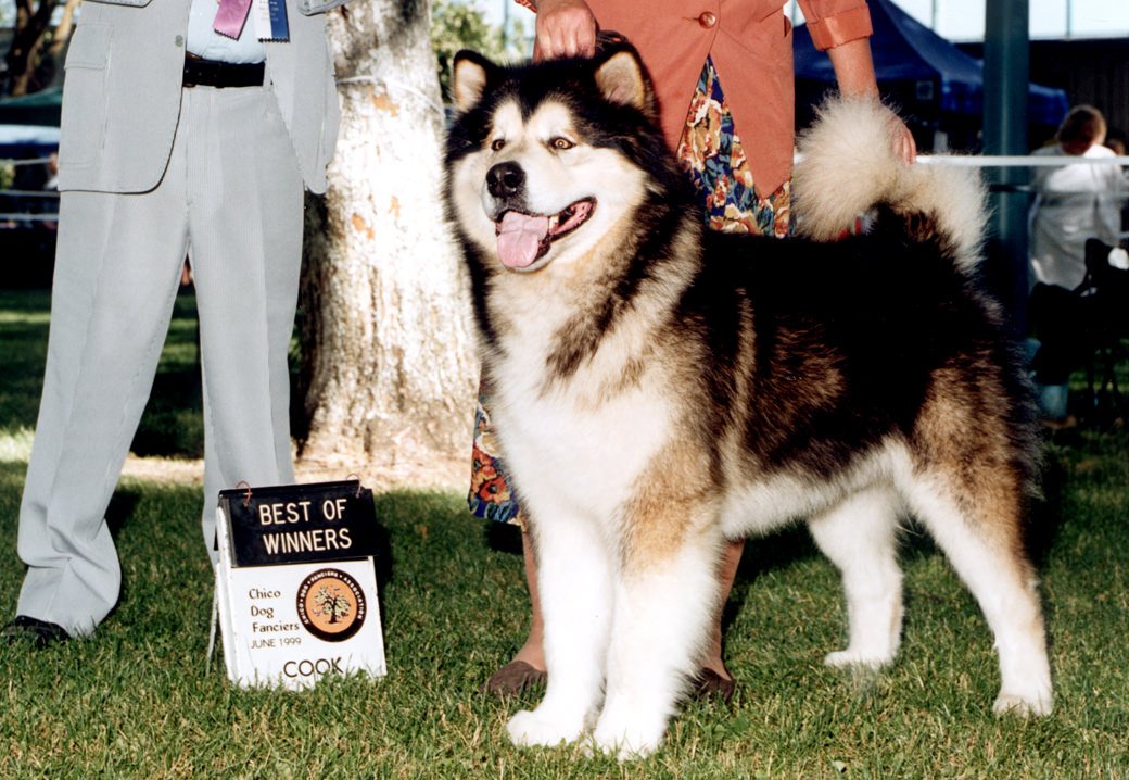 Alex is a sable and white malamute male purchased in the mid-1990s from Harold Schwartzapfel who founded Uyak Kennels in New York.